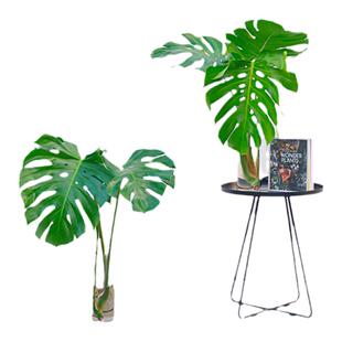 PHYSIS无土的世界里你的zui美 水培款龟背竹单株大号叶片巨大净化