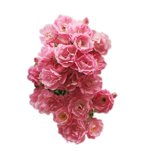 海蒂的花园 苹果花爬藤月季藤本春季花量大庭院露台花卉盆栽花苗