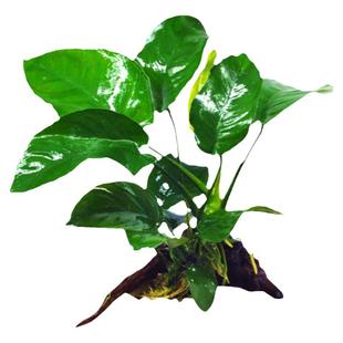 yee鱼缸活体水草籽阴性造景植物红波火山石沉木懒人水榕垂泪莫斯