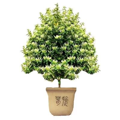 金银花树苗盆栽老桩|千人加购