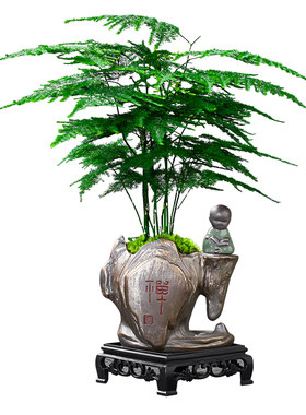 文竹盆栽植物室内客厅中式禅意盆景办公室桌面花卉云竹迷你小绿植