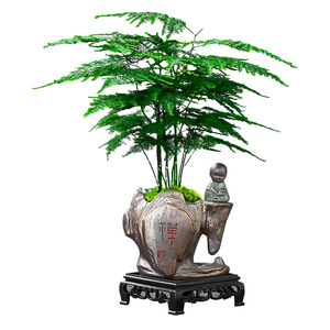 文竹盆栽植物室内客厅中式禅意盆景办公室桌面花卉云竹迷你小绿植