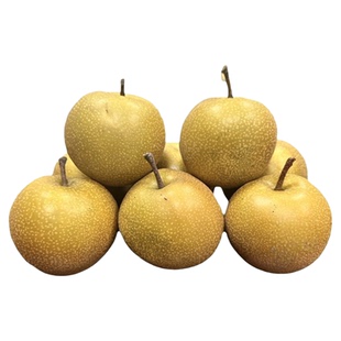 【沪晓梨苗】上海农科院新品7月翠冠梨升级版脆甜早生新水梨树苗