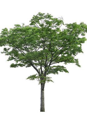庭院别墅植物罗汉松造型树小苗