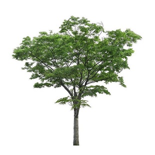 罗汉松大树苗树桩迎客松别墅庭院中大型罗汉松小苗绿化罗汉松盆景