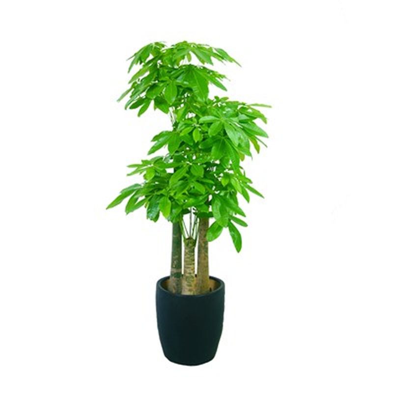 大型发财树盆栽室内落地绿植客厅办公室好养植物公司开业乔迁盆景
