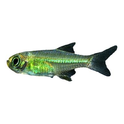 绿晶哥伦比亚梦幻小型热带观赏鱼