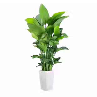 天堂鸟客厅绿植盆栽室内大型植物办公室花卉鹤望兰落地真树好养禄