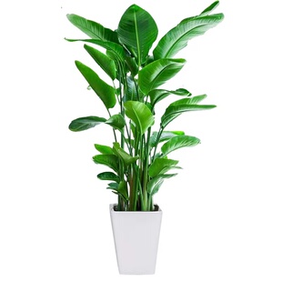 天堂鸟盆栽尼古拉鹤望兰花卉大型绿植客厅净化空气吸甲醛基地直发