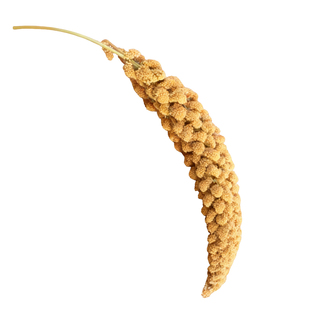 鹦鹉新谷穗天然谷穗鹦鹉零食黄谷穗仓鼠粮小米穗优质逗鼠棒鸟饲料