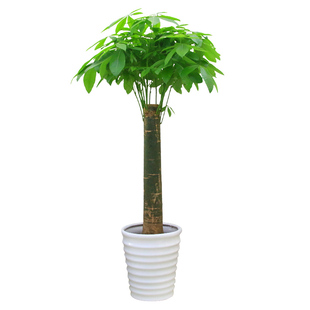 深圳同城单杆发财树盆栽客厅大颗型树桩植物绿植办公室开业乔迁送