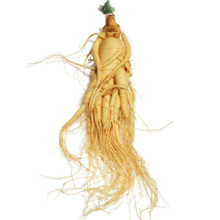 特大鲜人参长白山特产新鲜人参特大支泡酒煲汤送礼整枝参大鲜参