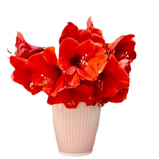 朱顶红鲜花云南基地直发童话邂逅菲利室内水养新鲜插花真花鲜切花