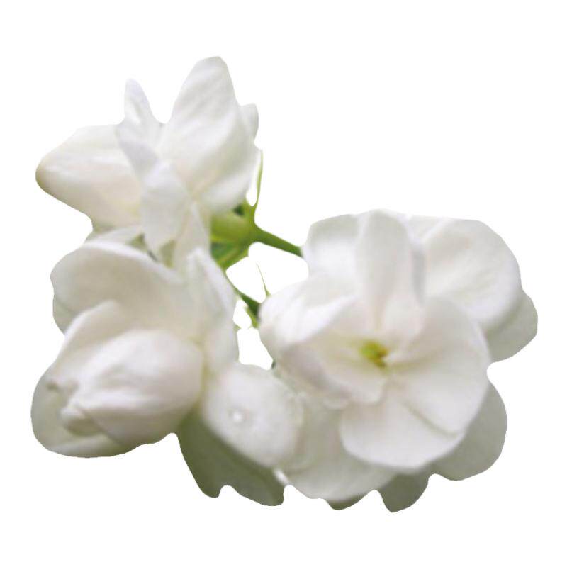新鲜茉莉花鲜花500克食用做纯露酵素花茶腌制原料