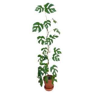 姬龟背仙洞龟背竹爬藤植物垂吊墙蔓盆栽四季房间室内客厅阳台绿植