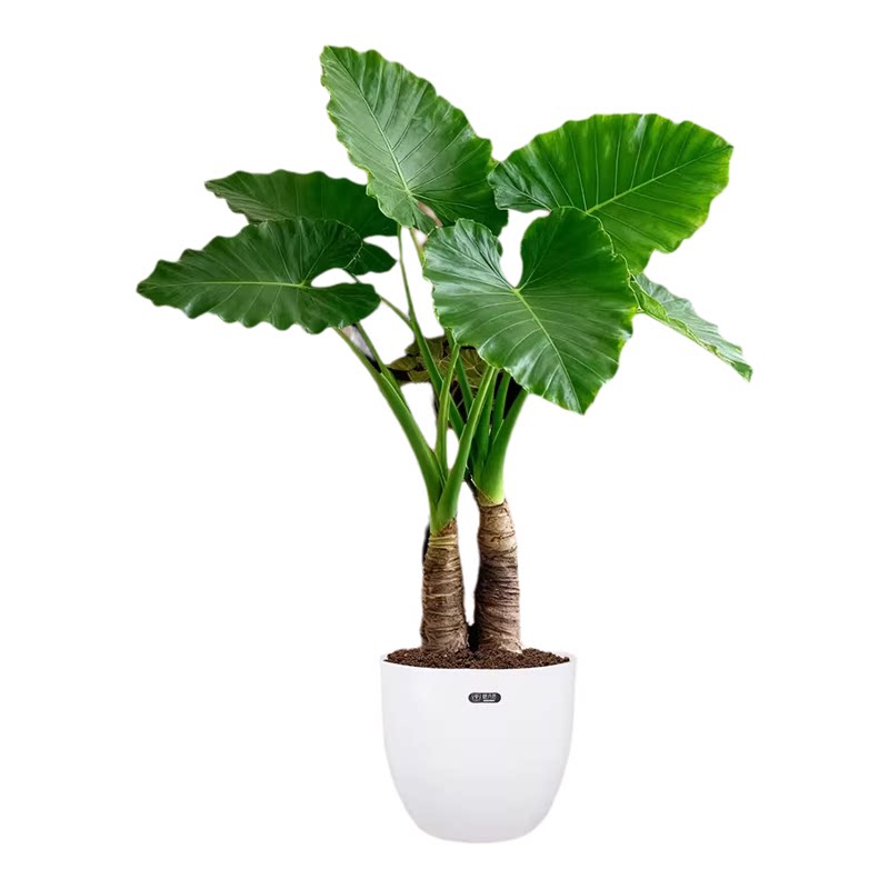 滴水观音高级感室内绿植物盆栽