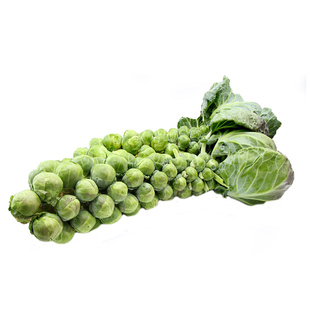 抱子甘蓝孢子甘蓝种子苗蔬菜种籽紫子持小包菜卷心菜包心菜孑菜种