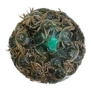 现货六月黄小螃蟹鲜活一元蟹二元蟹河蟹毛蟹醉蟹大闸蟹稻田蟹海鲜