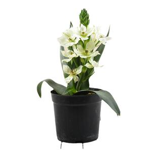 长寿花盆栽花苗花盆重瓣四季带花苞花卉室内土养盆栽绿植好养植物