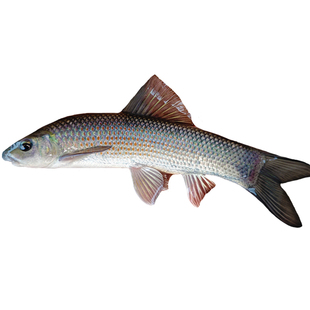 青龙棒鱼苗吃青苔川华鲮鱼沉香鱼稀有淡水原生溪流广温性底层观赏