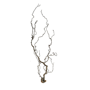 龙枣枝干树枝树干装饰侘寂干花花束客厅摆设长枝干枝天然风干真花