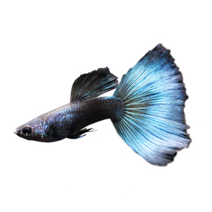 精品孔雀鱼莫斯科蓝草尾美国全红蓝礼服天空蓝巴西红扇高端孔雀鱼