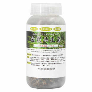 日本进口松树盆景盆栽外生菌根菌共生菌黑松红松五叶松五针松杜松