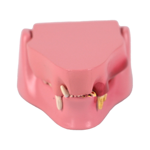 兽医猫牙齿模型猫咪牙齿解剖教学教具结构清标注宠物医疗学习演示