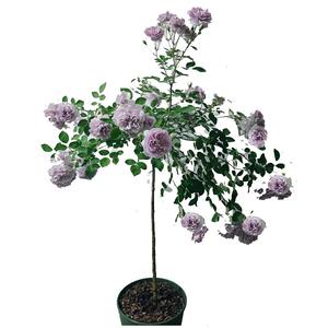 棒棒糖型瑞典女王玫瑰花树苗盆栽