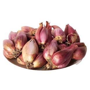 四季小香葱种头火葱红头葱苗盆栽种子种籽孑小葱红葱火葱头苗批发