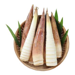 浙江莫干山早园笋农家新鲜临安雷竹笋现挖春笋油焖蒲笋子不涩不麻