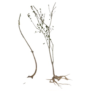 鬼见愁树苗批发鬼箭羽树苗正品家种大羽卫矛中药材苗镇宅盆景素材