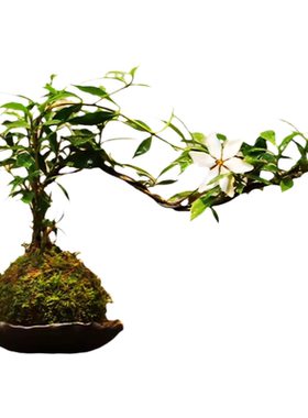 栀子花办公室四季开花水培