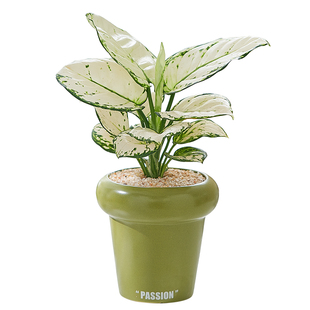 白象白如意皇后盆栽办公室内桌面植物客厅好养净化空气绿植万年青