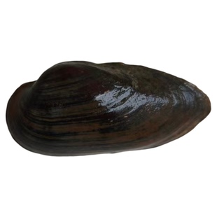 杜氏河蚌圆顶珠蚌淡水小河蚌苗鱼缸净水观赏宠物冷水鳑鲏繁殖除藻