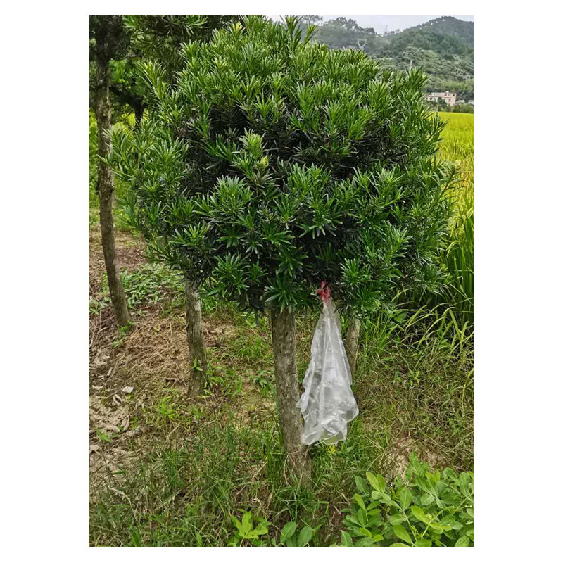 罗汉松树苗雀舌贵妃小米叶球型树桩阳台庭院迎客造型耐阴盆栽盆景