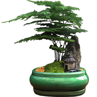 山石盆景发财树绿植文竹盆栽花卉办公室吸甲醛桌面小植物室内好养