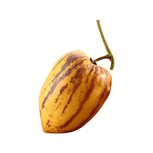 人参果人身果人生果果苗秧苗室内圆果黄心盆栽种子果树水果蔬菜苗