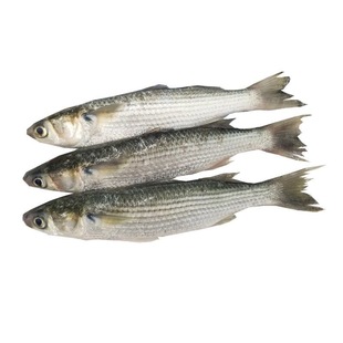 野生鲜活海梭鱼红眼鱼梭子鱼鲻鱼新鲜乌头海鱼连云港海鲜水产500g