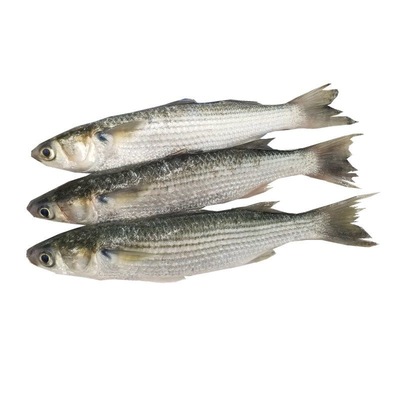 野生鲜活海梭鱼红眼鱼梭子鱼鲻鱼新鲜乌头海鱼连云港海鲜水产500g