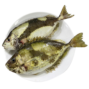 泥猛鱼新鲜秋叶鱼潮汕海鲜水产冷冻娘艾鱼挨篮子臭肚鱼海鱼苦提鱼