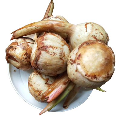 云南农家慈姑茨菰新鲜白茨菇白马蹄芽菇现挖蔬菜农家自种大慈菇