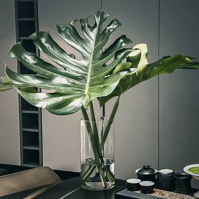 龟背竹花瓶绿植专用水培器皿玻璃透明