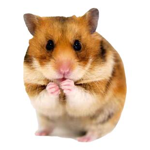 大仓鼠金丝熊活物已打疫苗活体  米熊奶牛熊黑熊紫仓短毛公仔糊糊