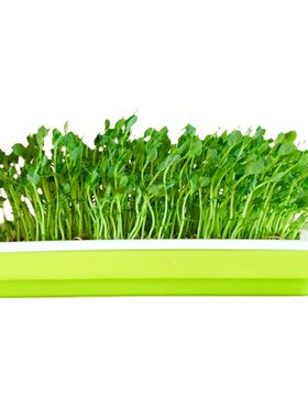 芽苗菜水培蔬菜豌豆萝卜苗