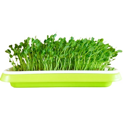 芽苗菜水培蔬菜豌豆萝卜苗