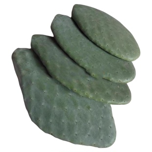 米邦塔食用仙人掌食用仙人掌植物盆栽 仙人掌药用外敷可种植苗