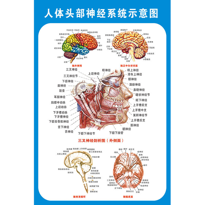 头部脑神经系统教学科室宣传画
