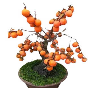 嫁接脆甜柿子树果苗盆栽地栽南北方种植特大庭院果树火晶柿子苗树