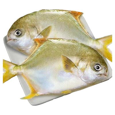 湛江金鲳鱼海鲜水产冷冻海鲜水产